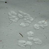 Animal tracks in the snow