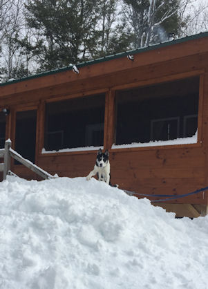 A puppylike Drogo at the cabin