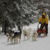 PSDC dog sled racing at Tug Hill, NY