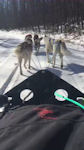 Mushing in Baltimore County