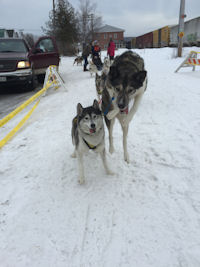 Nisha is a super awesome lead dog.