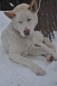 Okemo is our loveable hug-a-head Siberian Husky-Akita mix sled dog.