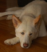 Okemo relaxes on the newly refinished floor.