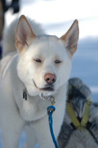 Okemo is our loveable hug-a-head Siberian Husky-Akita mix sled dog.