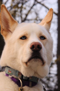 Okemo is our loveable hug-a-head Siberian Husky-Akita mix sled dog.
