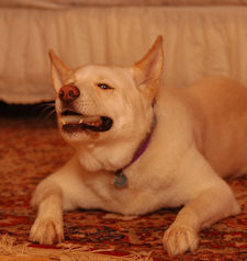 Okemo is our loveable hug-a-head Siberian Husky-Akita mix sled dog.