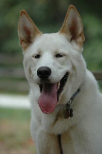 Okemo is our loveable hug-a-head Siberian Husky-Akita mix sled dog.
