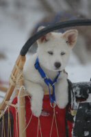 Okemo started his sledding career at 7 weeks old.