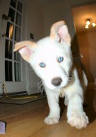 Okemo, our white Siberian Husky-Akita, on his first day home.