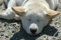 Okemo, our big hug-a-head sled dog, asleep on the drop line as a puppy.