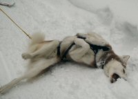 Sobo, in his dog sledding harness, rolls on his back, showing his true working dog tendencies.