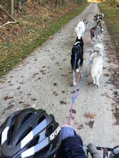 The dogs out on the NCR trail