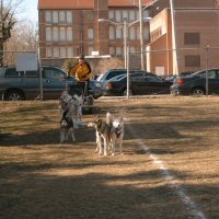 Demonstration of dryland dog sledding.