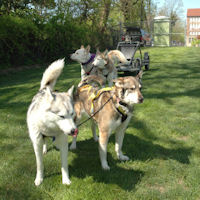 Ready to demonstrate dog sledding