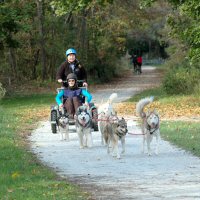 Two animated siberian huskies join the MSDA team for a run what you brung.