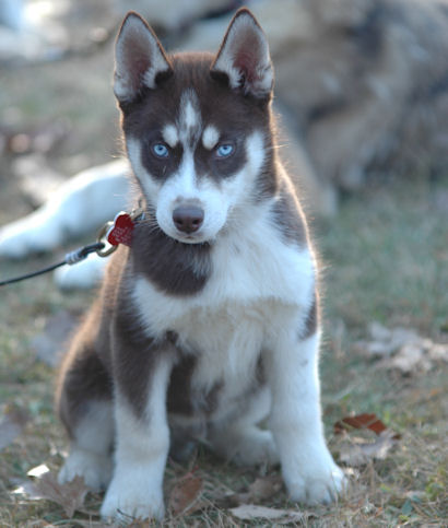 Obligatory cute dog picture