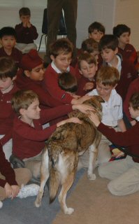 T-Bone, our short sled dog.