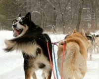The mushers typical view while dog sledding.
