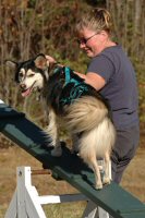 T-Bone, our resident small dog,  proved to be an adept agility dog at Mushing Boot Camp.