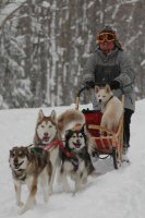 Okemo looks cute as he rides in the dog sled while training in the Winona State Forest near Sandy Creek, New York.