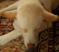 Okemo asleep at the cabin