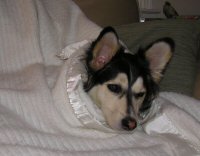 T-Bone tucked into the couch after a long day of dog sledding.