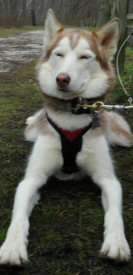 Sobo, our resident red and white Siberian Husky, frequently stops traffic.