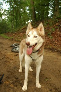 Sobo during a recent dog scootering adventure