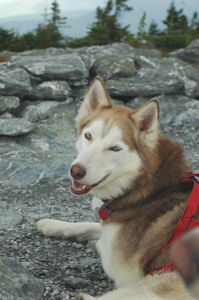 Sobo during one of our recent hiking adventures