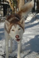 Sobo, one of our sled dogs, howls before a recent run.