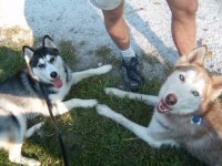 Early morning dryland dog sledding on the NCR trail.