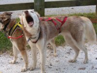 Run what you brung programs give opportunities for guests to incorporate their dogs into a trained sled dog team.