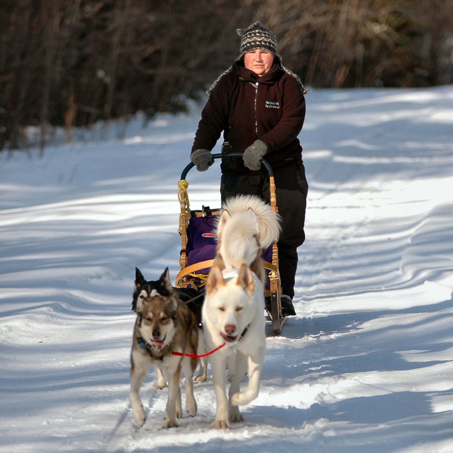 Dog Sled Rides