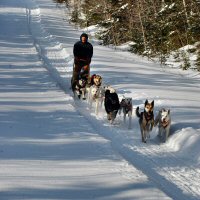 Gino on the trail