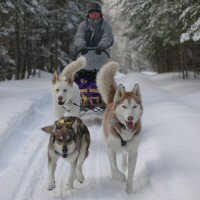 Gino on the trail