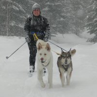 Skijoring through forests in New Brunswick.