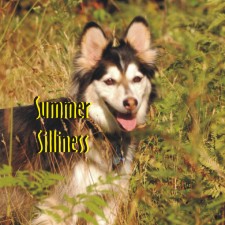 Come check out Maryland's winter wonderland with Maryland Sled Dog Adventures LLC.