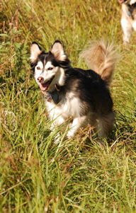 T-Bone is almost a mineature sled dog! We joke that he is a Mount Washington Couch Dog. Look that one up on the AKC site!