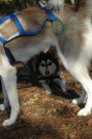 Our sled dogs hiding each other on the North Central Rail Trail in Cockeysville, Maryland.  Notice the blue x-back dog harness on Sobo.