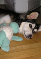 T-Bone relaxing with a plushie.