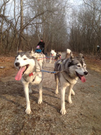 Lead dogs on the trail