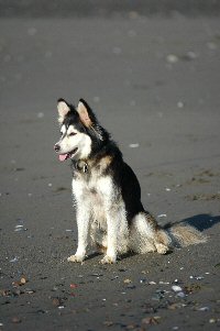 T-Bone is almost a mineature sled dog! We joke that he is a Mount Washington Couch Dog. Look that one up on the AKC site!
