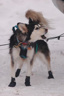 T-Bone is almost a mineature sled dog!  We joke that he is a Mount Washington Couch Dog.  Look that one up on the AKC site!