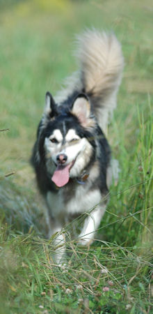 T-Bone is almost a mineature sled dog!  We joke that he is a Mount Washington Couch Dog.  Look that one up on the AKC site!