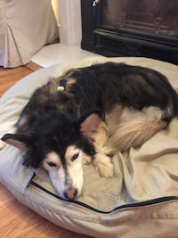 T-Bone relaxing on his dog bed.