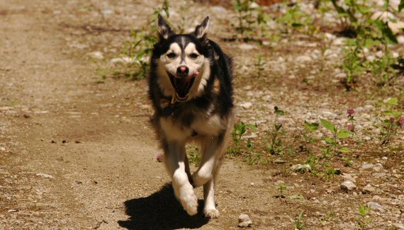 T-Bone runs free at Green River State Park in Maryland.