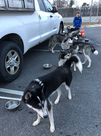 The Maryland Sled Dog Adventures sled dog team hydrating at a program.