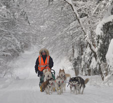 Training with the sled dog team near Pulaski, NY