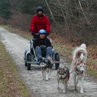 In some cases, the guests get to drive the dryland dog sledding team.