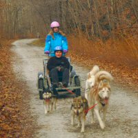 Sled dogs train another new musher.